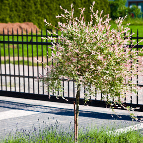 Harlekinweide auf Stamm - Willemse