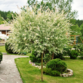 Harlekinweide auf Stamm - Salix integra Hakuro Nishiki - Willemse