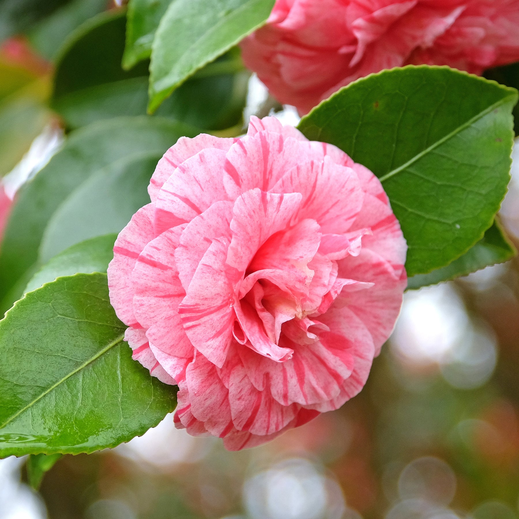 Verkauf Kamelie William Bartlett - Camellia japonica william bartlett