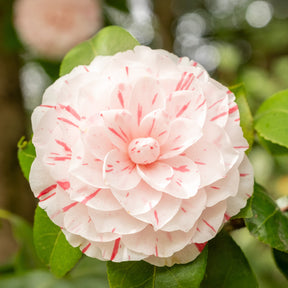 Kamelie William Bartlett - Willemse