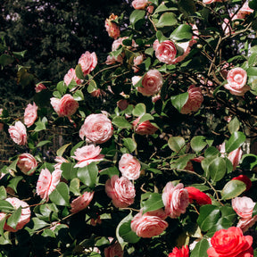 Kamelie - Kamelie William Bartlett - Camellia japonica william bartlett