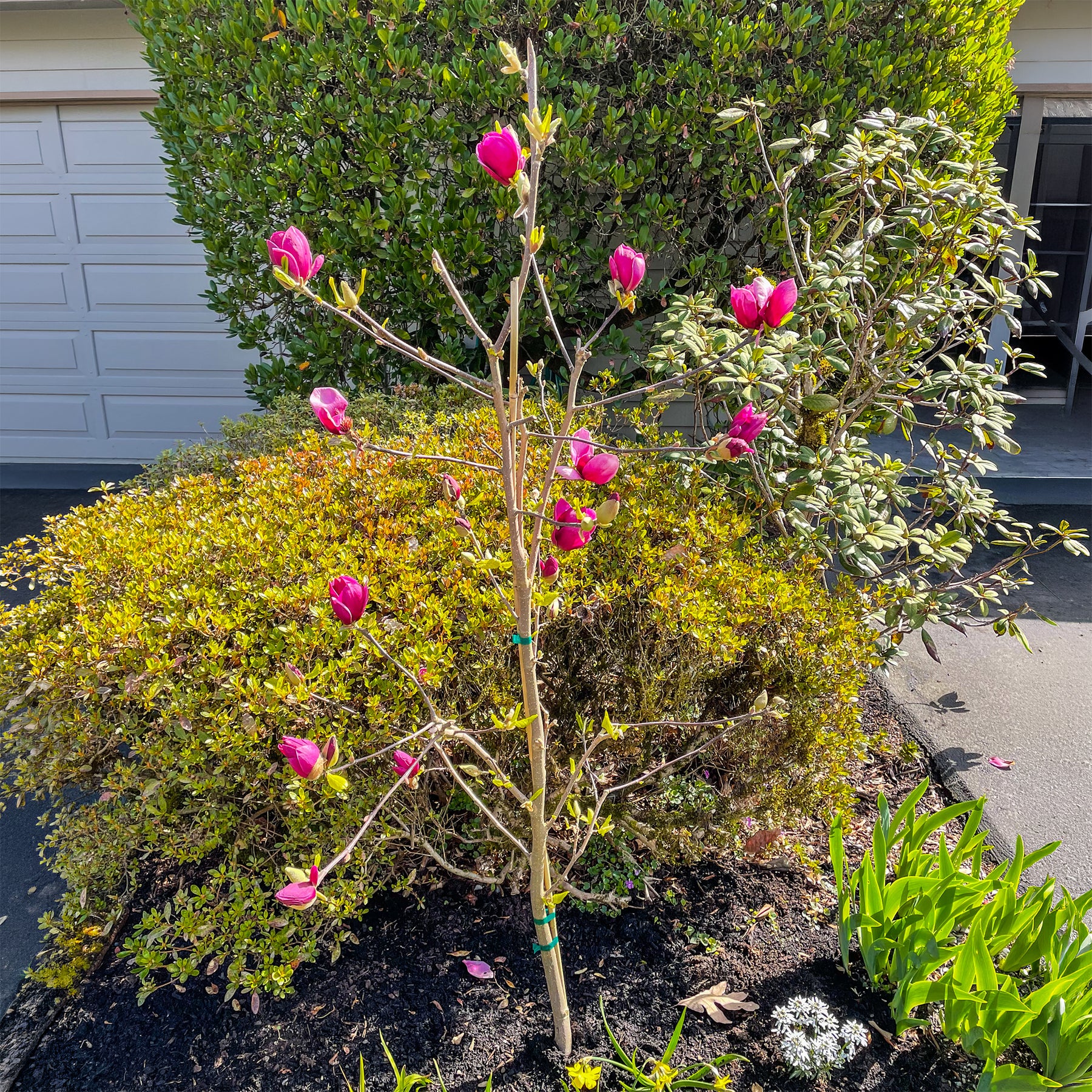 Verkauf Magnolie Genie - Magnolia Genie
