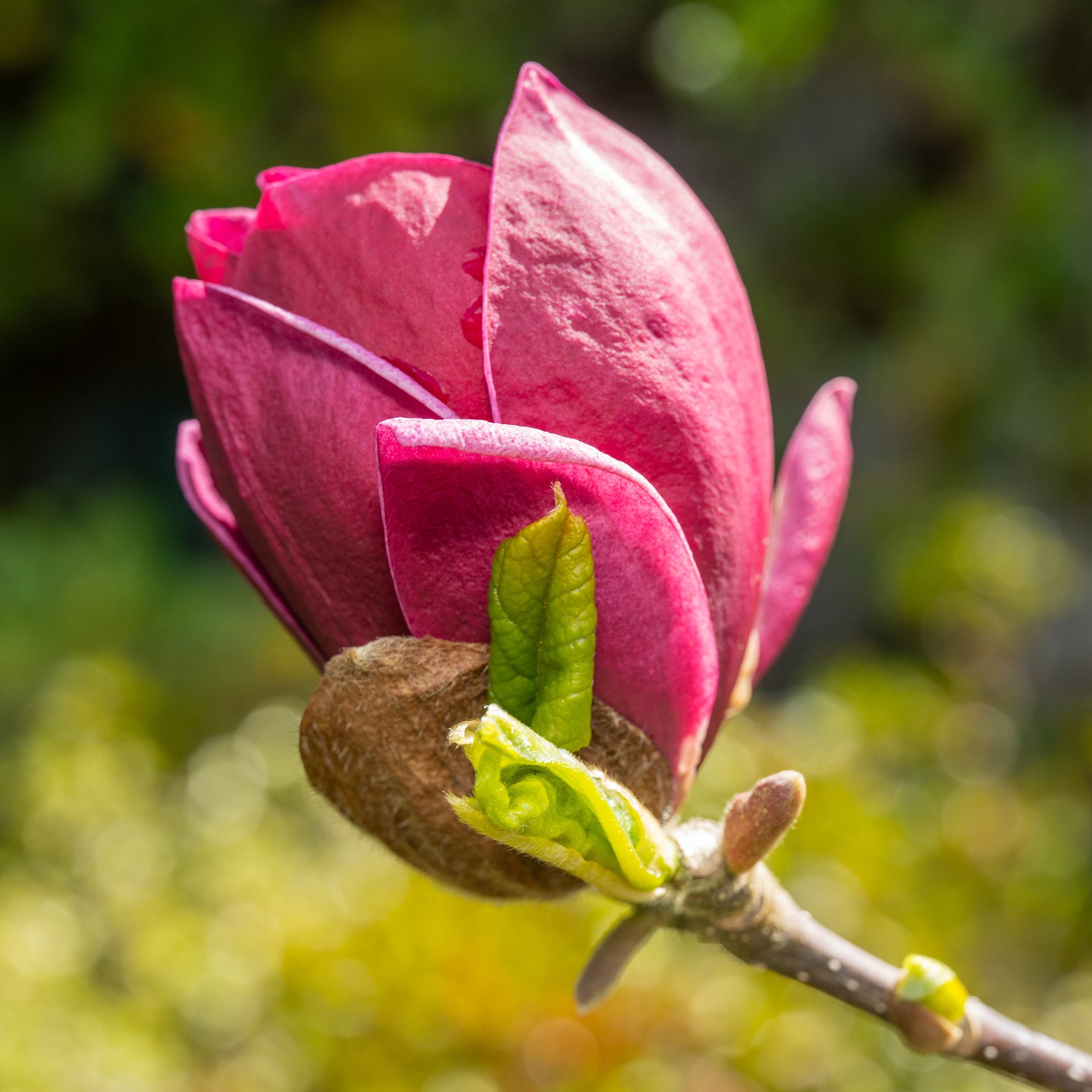 Magnolie Genie - Willemse