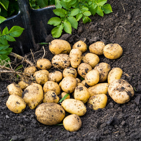 Bio-Kartoffel ‘Blanche’ (x25) - Solanum tuberosum blanche (cn 991131) - Willemse