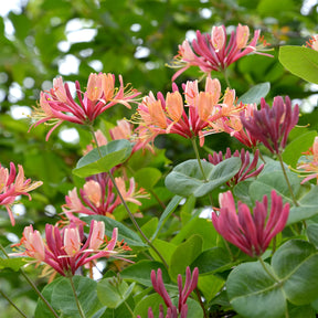 Kletterndes Geißblatt American Beauty - Willemse