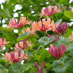 Lonicera heckrottii American Beauty, Clematis patens Piilu, Parthenocissus tricuspidata Veitchii - Kletterpflanzen Kollektion (x3) - Kletterpflanzen