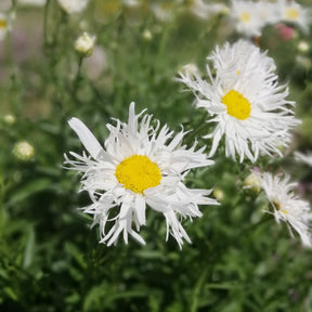 Sommermargeriten ‘Old Court’ (x3) - Leucanthemum x superbum old court - Willemse