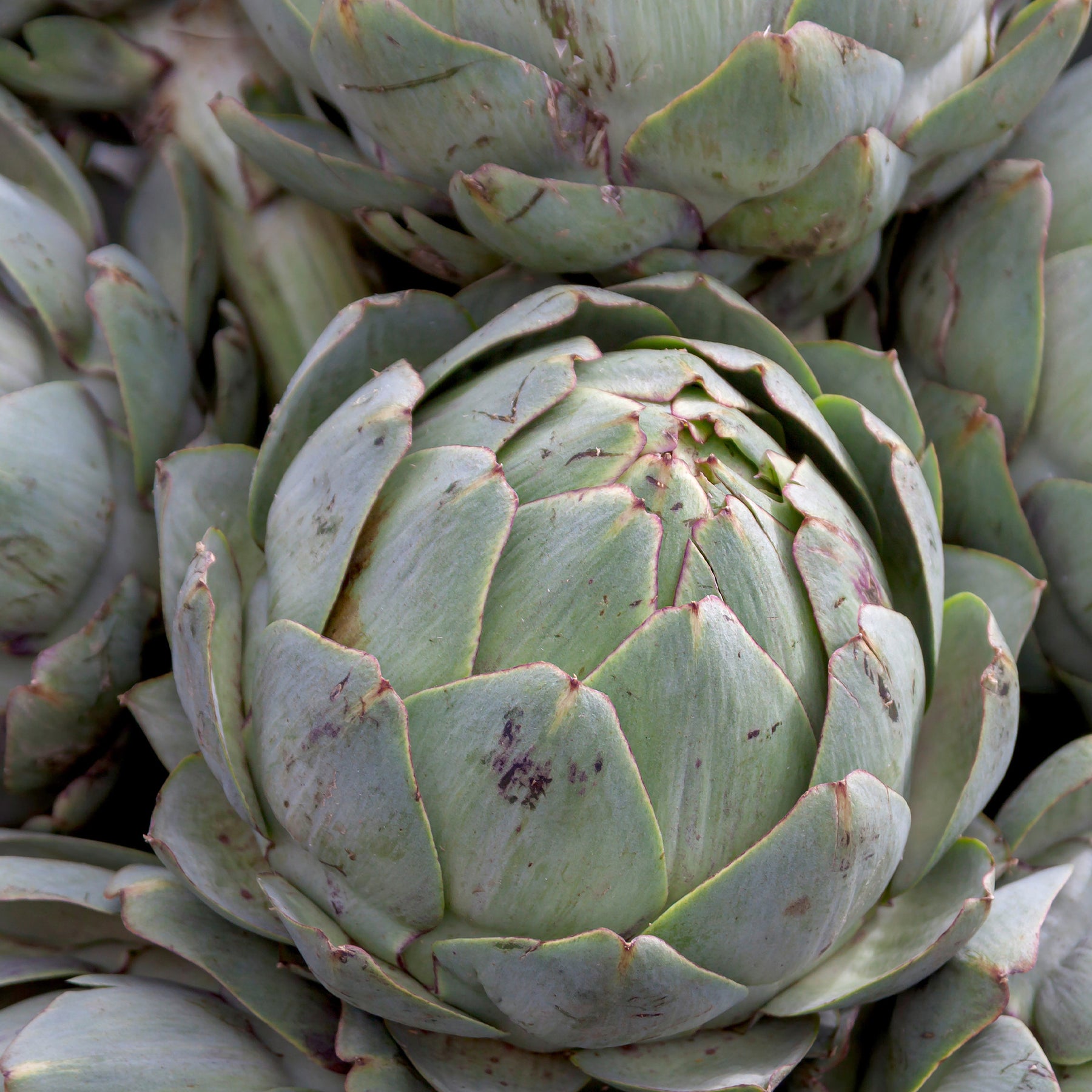 Kardone ‘Vert Vaulx Velin’ - Cynara cardunculus vert vaulx velin - Willemse
