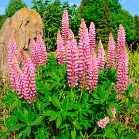 Lupine ‘Russell Pink’ (x3)