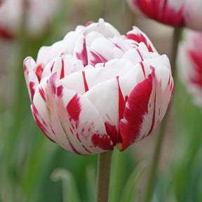 Pfingstrosen-Tulpen ‘Carnaval de Nice’ (x10)