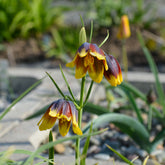 Fritillarien Uva Vulpis (x10) - Fritillaria uva-vulpis - Willemse