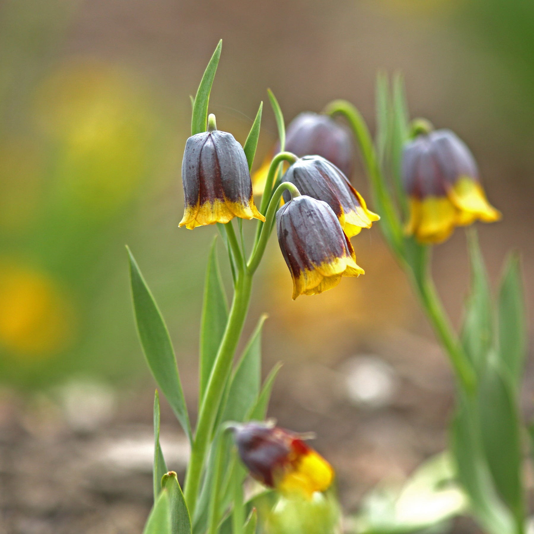 Fritillaria uva-vulpis - Fritillarien Uva Vulpis (x10) - Fritillaria-Zwiebeln