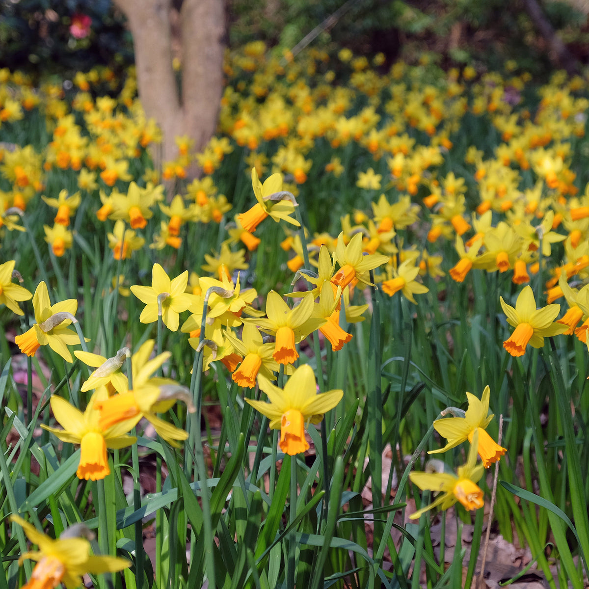 Narzisse Jet Fire (x5) - Willemse