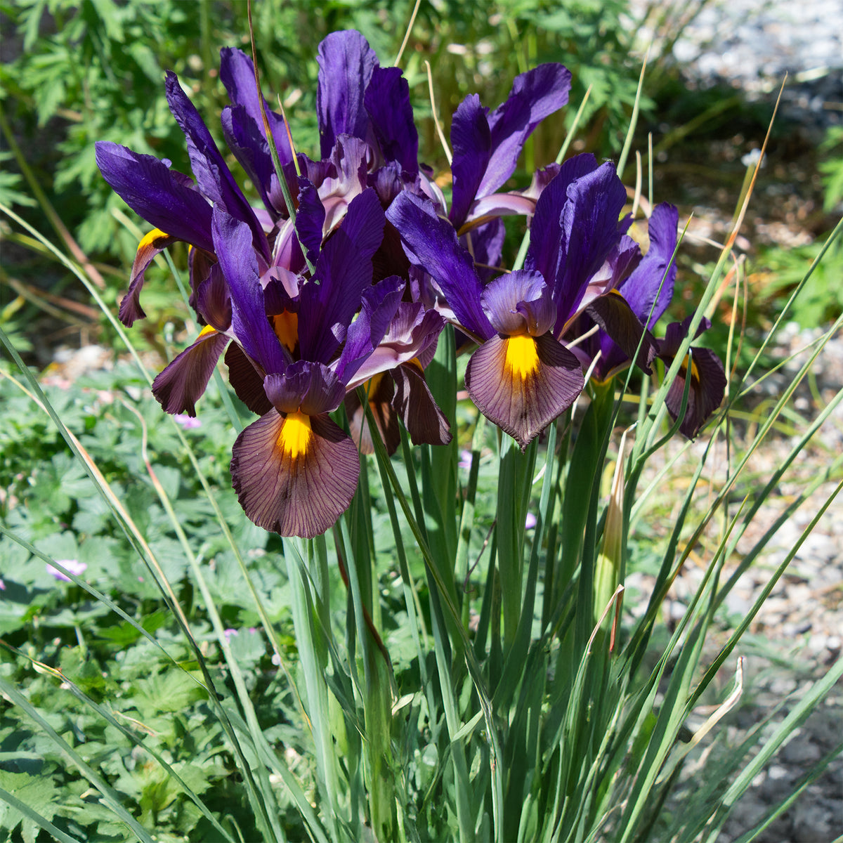 Holländische Iris Tiger Eyes (x10) - Iris hollandica Tiger Eyes - Willemse
