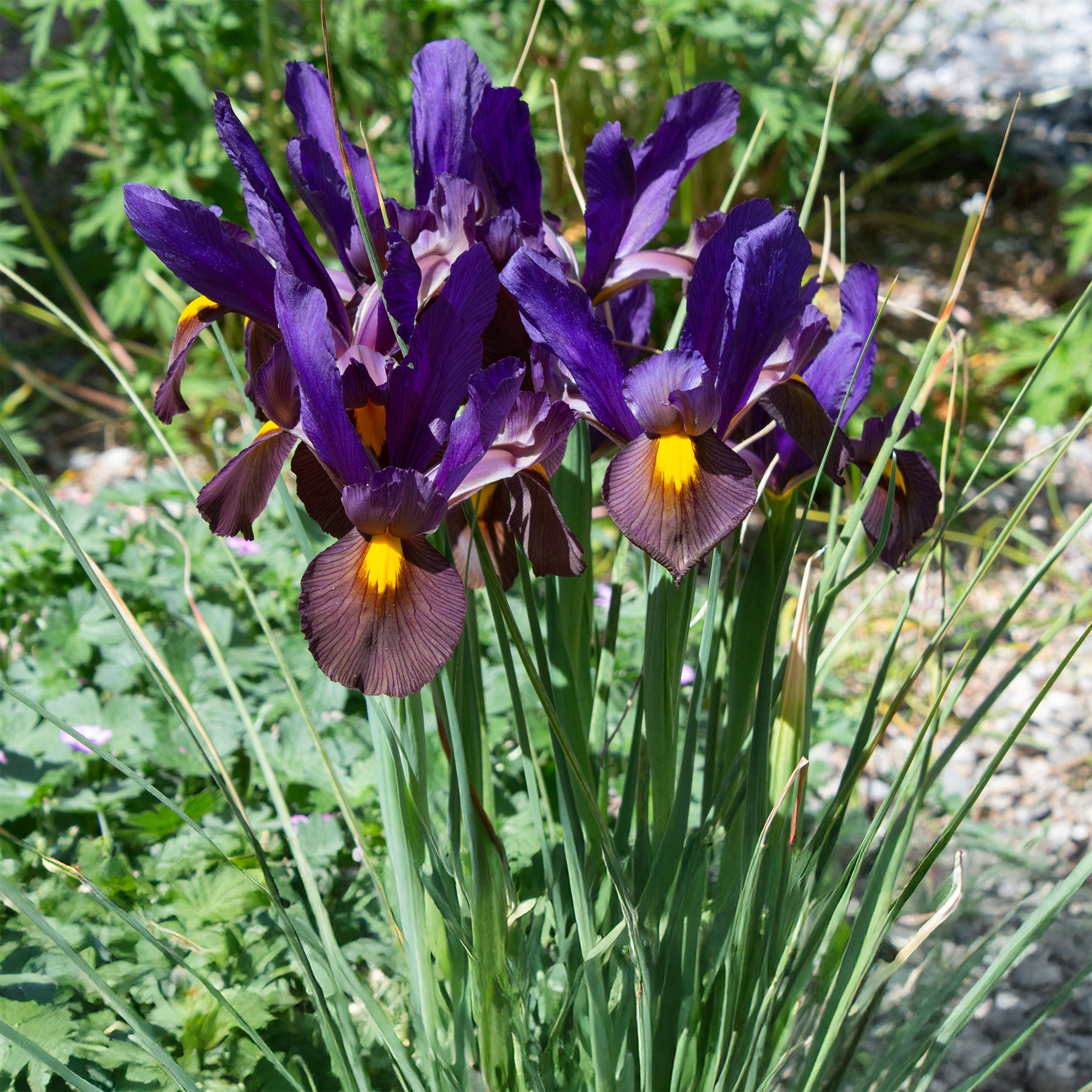 Holländische Iris Tiger Eyes (x10) - Iris hollandica Tiger Eyes - Willemse