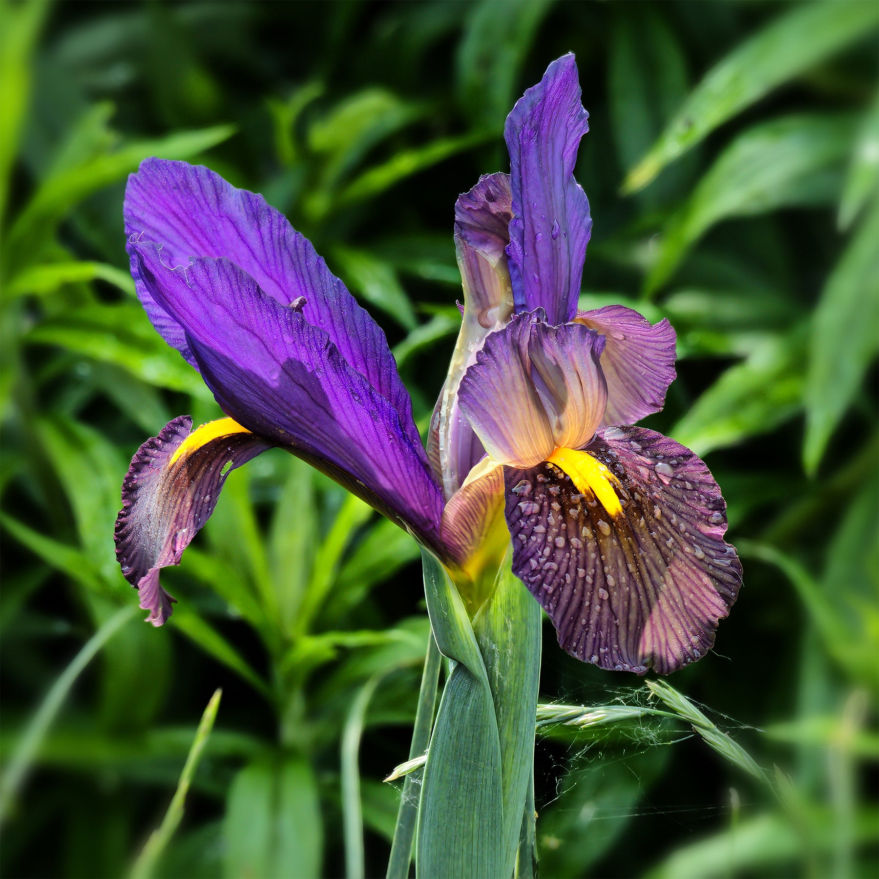 Holländische Iris Tiger Eyes (x10) - Willemse