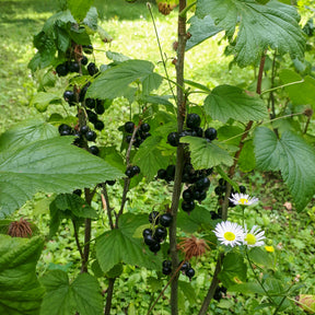 Schwarze Johannisbeere auf Stamm ‘Titania’ - Ribes nigrum Titania - Willemse