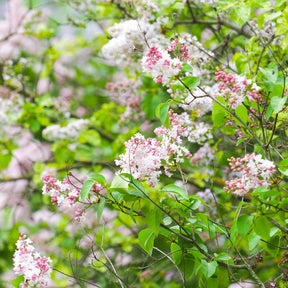 Flieder Beauty of Moscow - Willemse