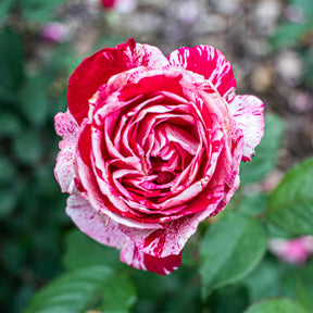 Strauchrose Candy Stripe - Willemse