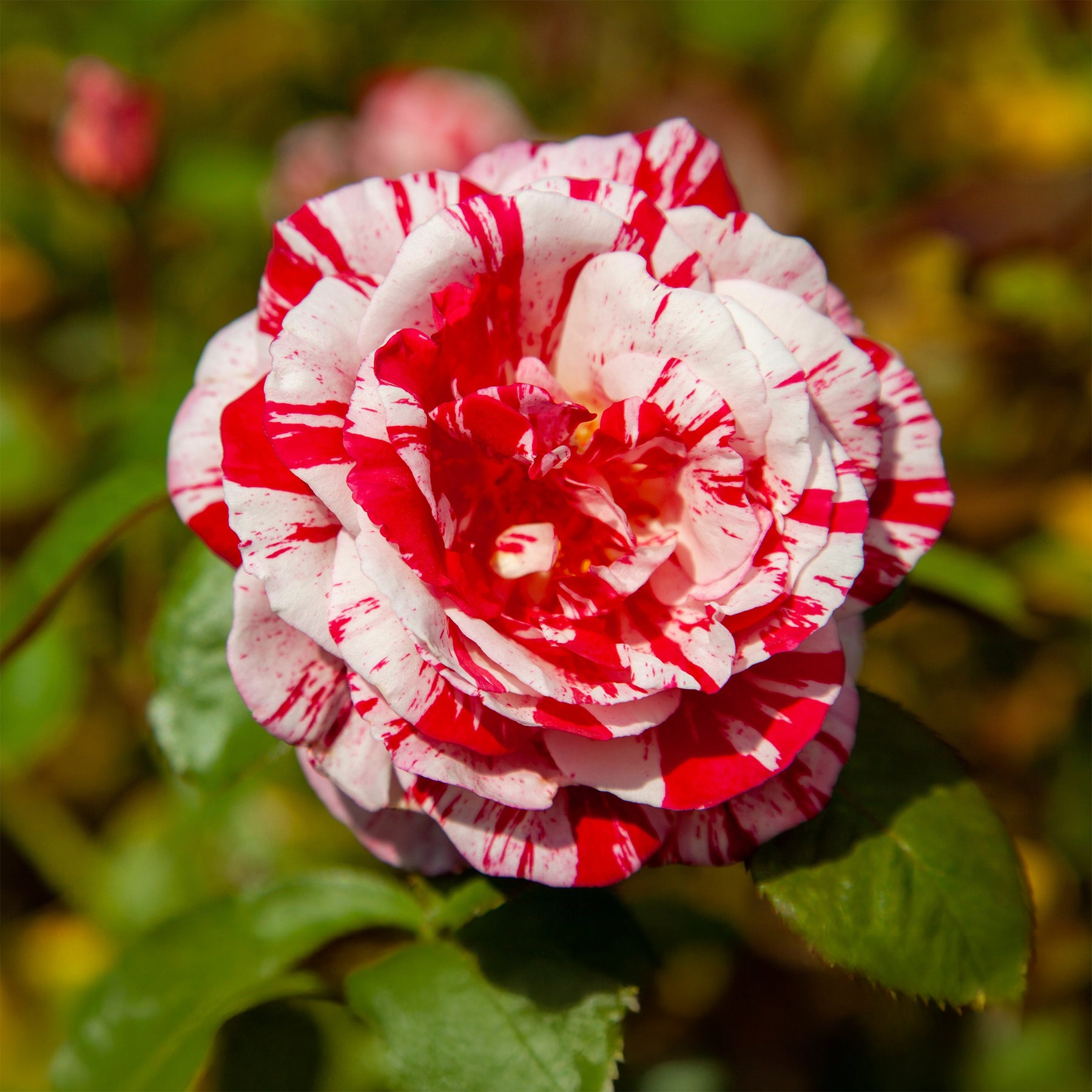 Rosa Candy Stripe - Strauchrose Candy Stripe - Rosen