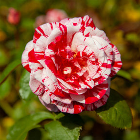 Rosa Candy Stripe - Strauchrose Candy Stripe - Rosen