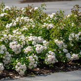 Beetrose Iceberg - Rosa iceberg - Willemse