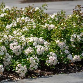 Beetrose Iceberg - Rosa iceberg - Willemse