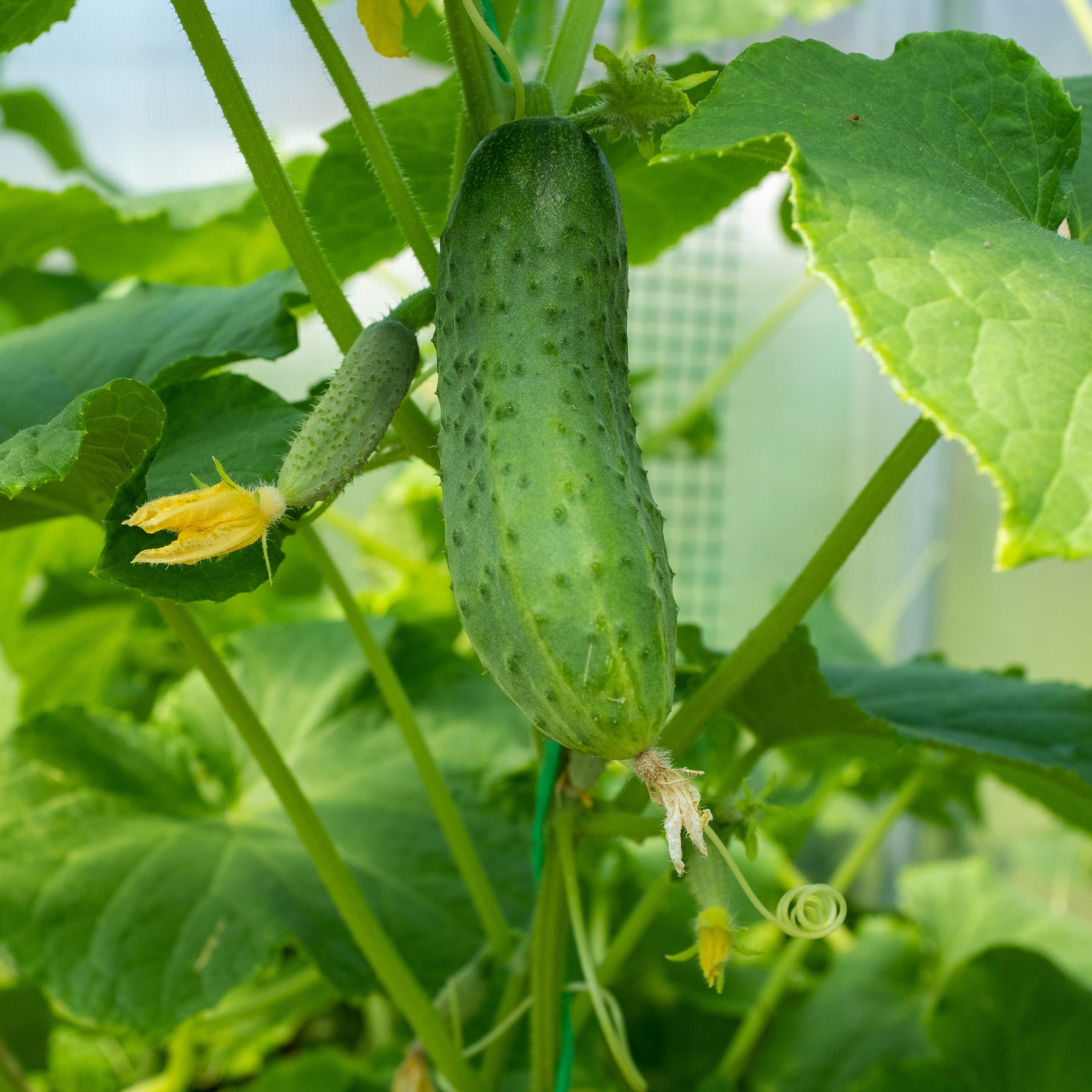 Einlegegurke Regal F1 - Willemse