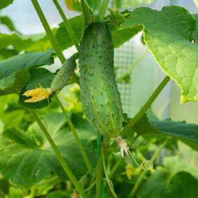 Einlegegurke Regal F1 - Willemse