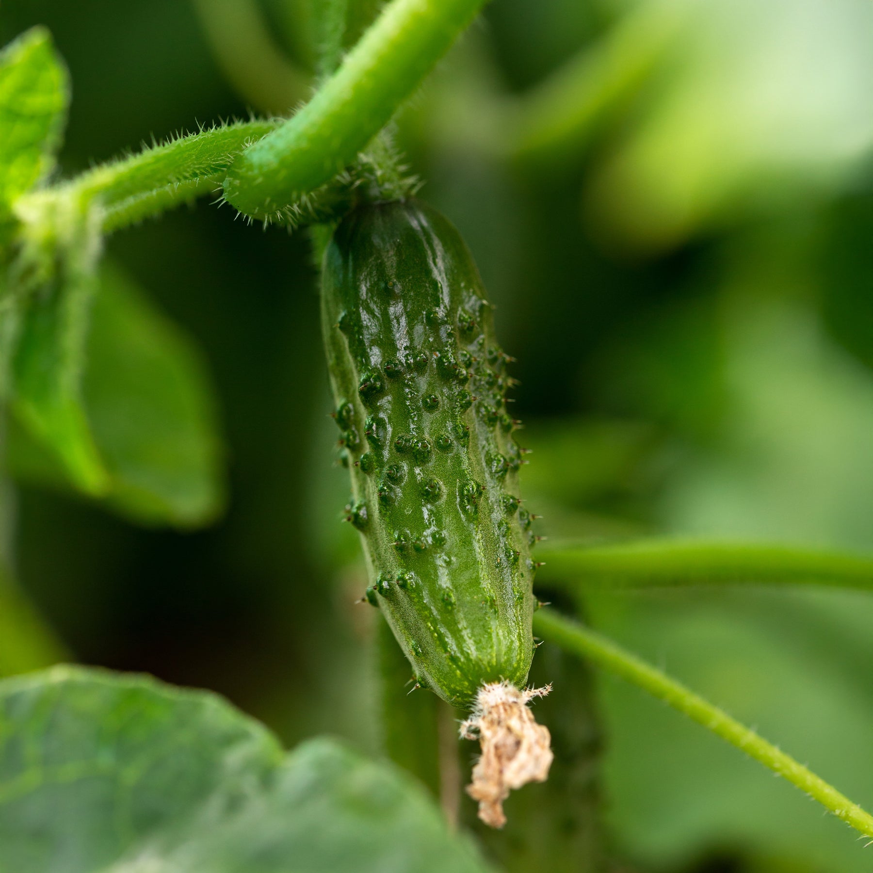 Einlegegurke Regal F1 - Cucumis sativus regal - Willemse
