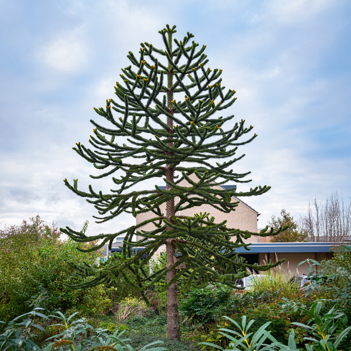 Affenbaum - Araucaria imbricata - Willemse