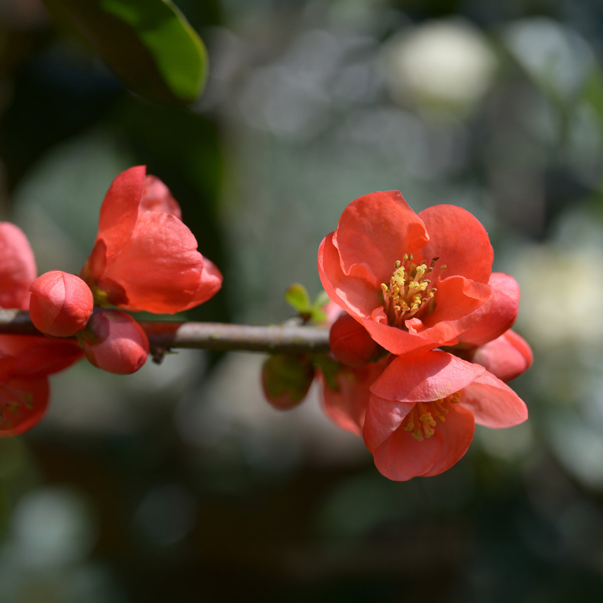 Japanische Quitte Cido - Chaenomeles japonica Cido - Willemse