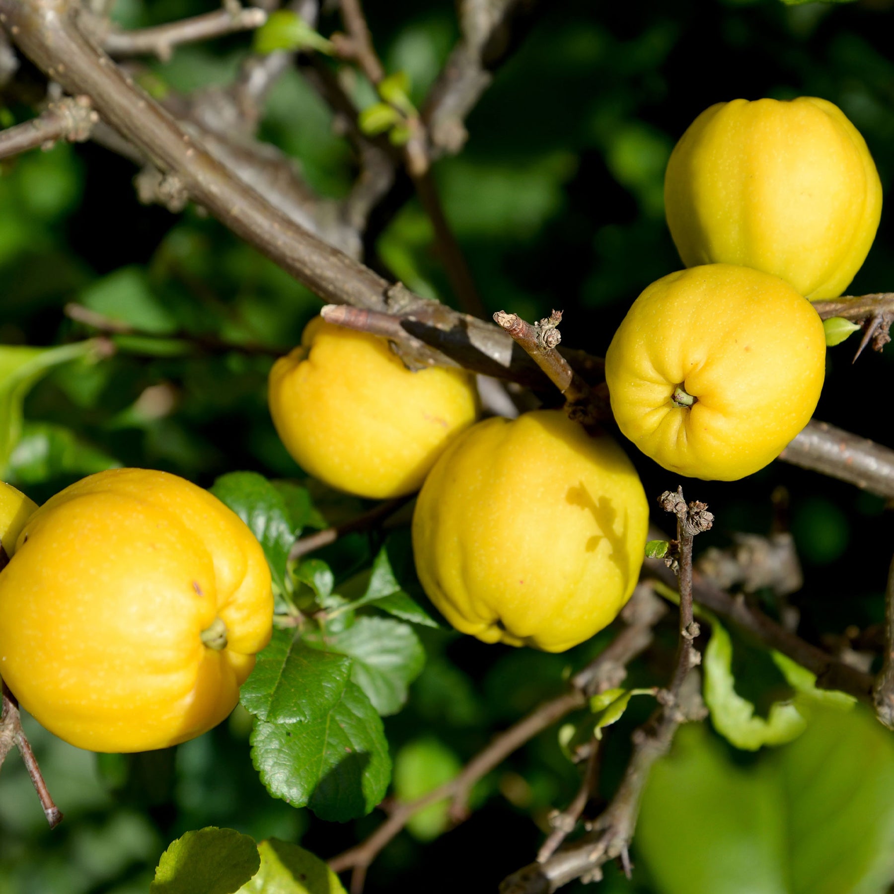 Chaenomeles japonica Cido - Japanische Quitte Cido - Zitrusfrüchte