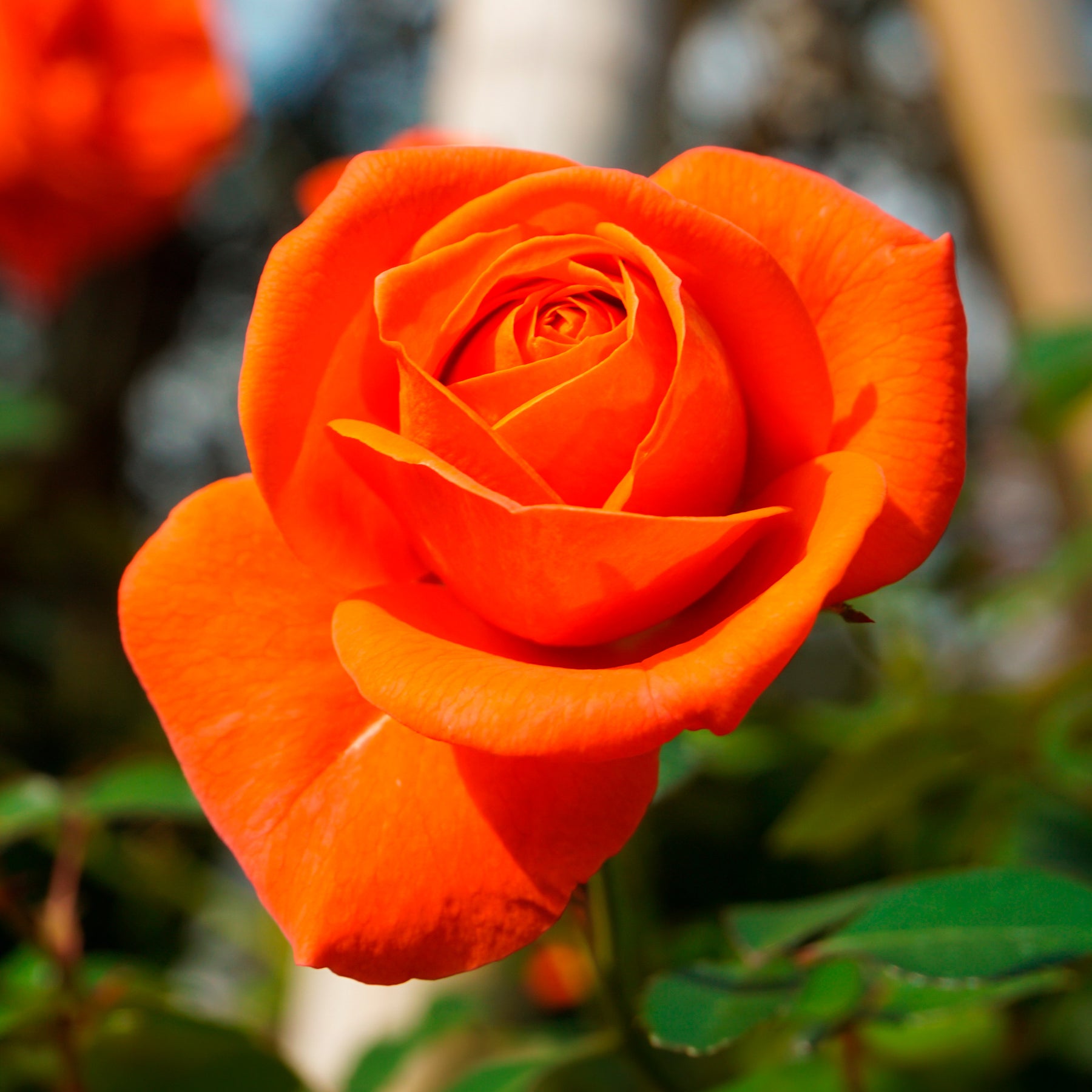 Strauchrose orange