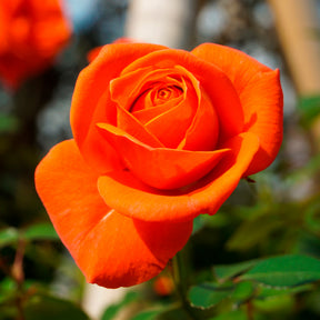 Strauchrose orange