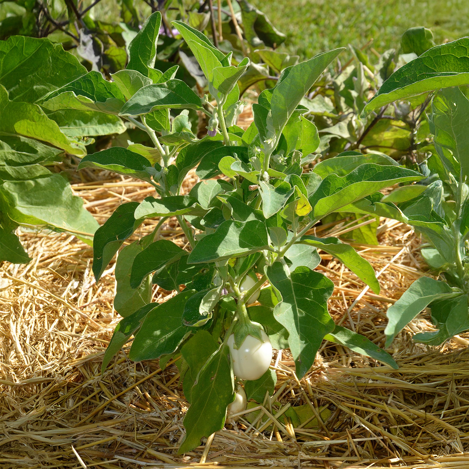 Solanum melongena blanche ronde à oeufs - Aubergine ‘Blanche ronde à œufs’ - Solanum melongena - Aubergine