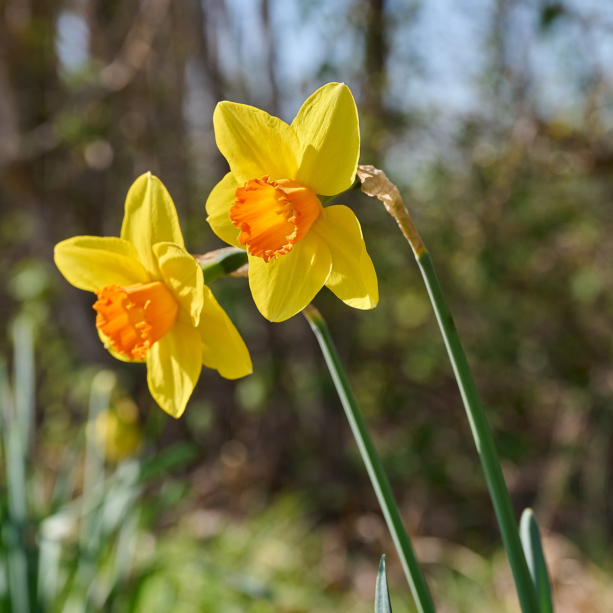 Narzisse 'Fortune' (x10) - Narcissus fortune - Willemse
