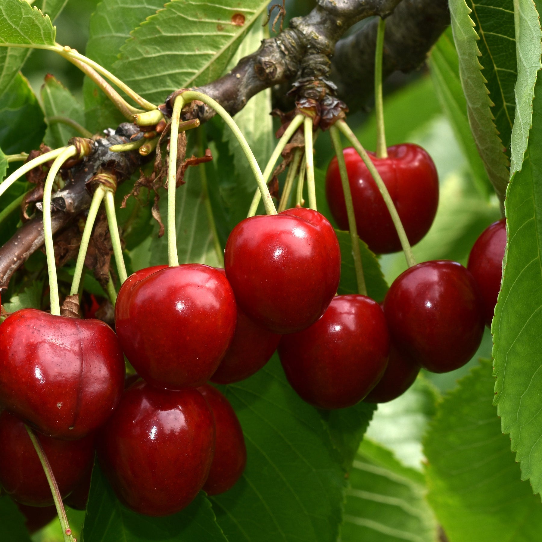 Kirsche Summit - Willemse