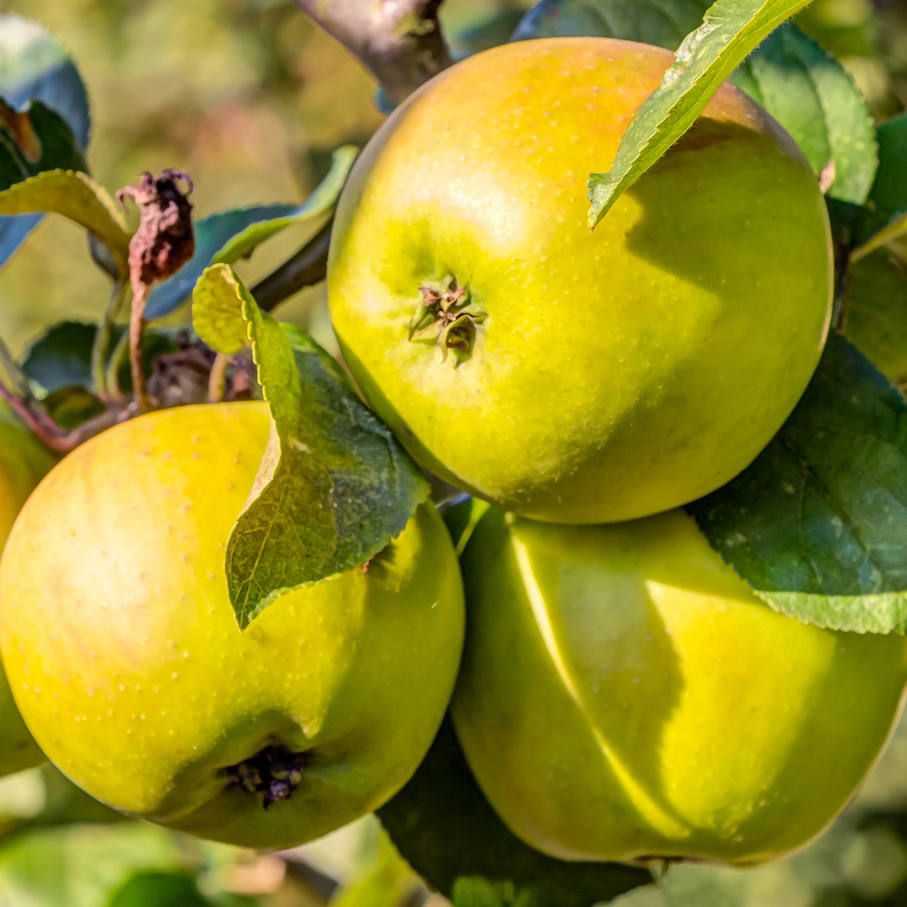 Apfelbaum Golden Delicious - Willemse