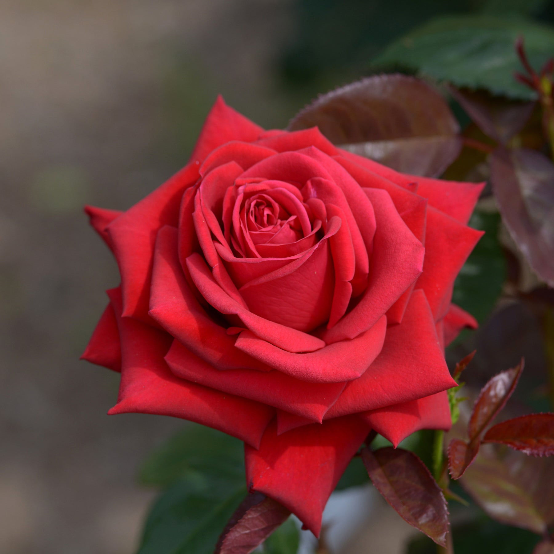 Beetrose ‘Grande Amore®’ - Willemse