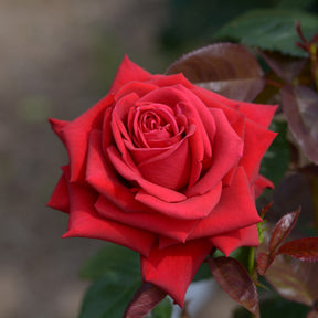 Beetrose ‘Grande Amore®’ - Willemse