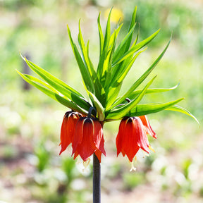 Kaiserkrone rot - Willemse
