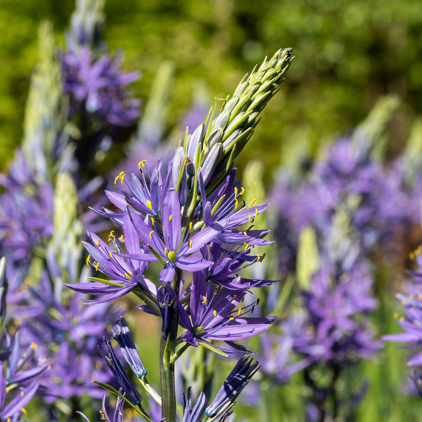 Prärielilie Caerulea (x5) - Willemse