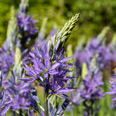 Prärielilie Caerulea (x5) - Willemse