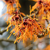 Zaubernuss ‘Aphrodite’ - Hamamelis x intermedia aphrodite - Willemse