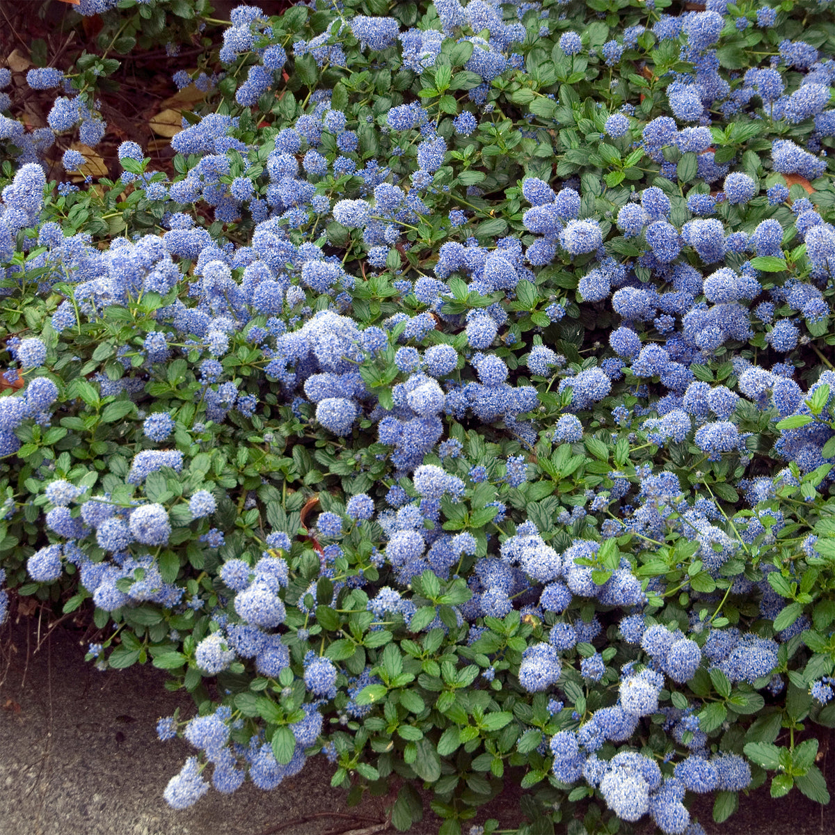 Ceanothus thyrsiflorus repens - Kalifornischer Sering Flieder - Ceanothus - Kalifornischer Flieder