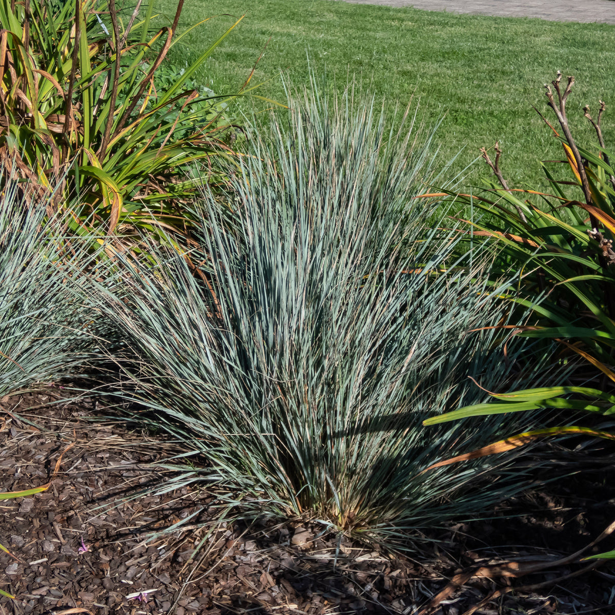 Blaustrahlhafer (x2) - Willemse