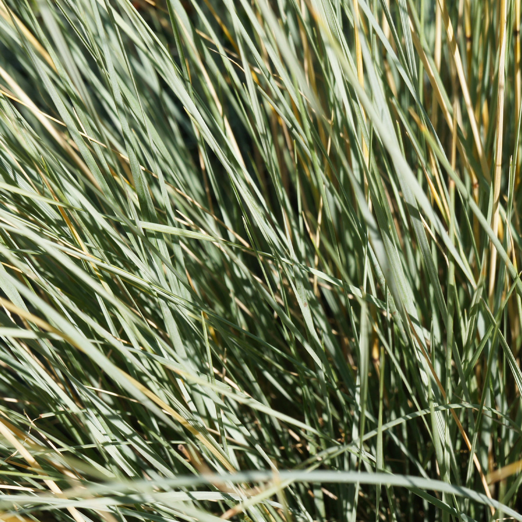 Helictotrichon sempervirens - Blaustrahlhafer (x2) - Gräser
