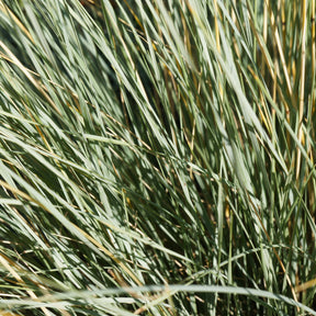 Helictotrichon sempervirens - Blaustrahlhafer (x2) - Gräser