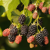 Brombeere Reuben - Rubus fruticosus reuben® - Willemse